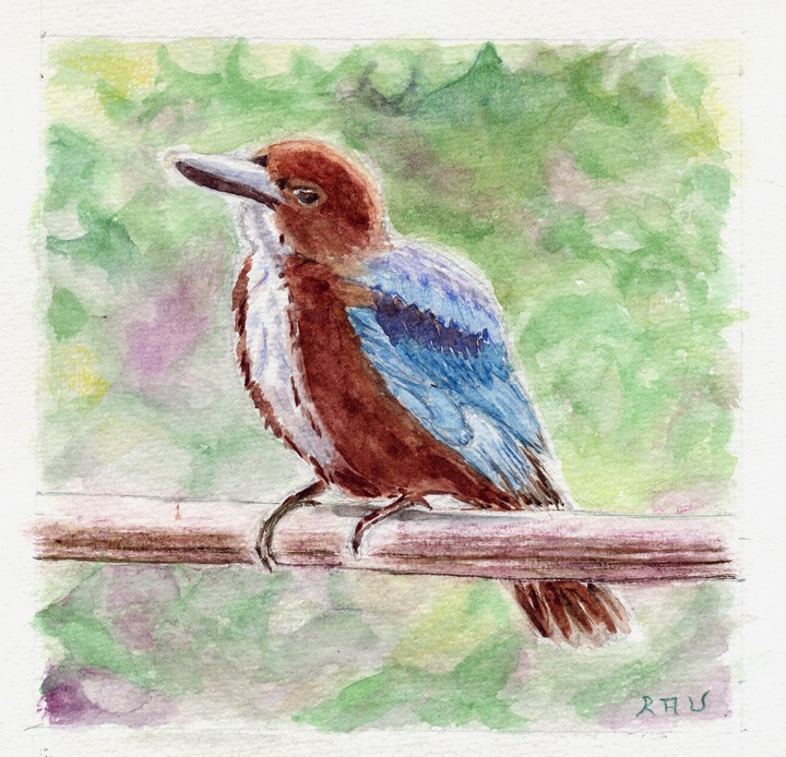 Oiseau du Sri Lanka - Aquarelle copyright Christiane Rau 2013 d'après photo de Johann Rau