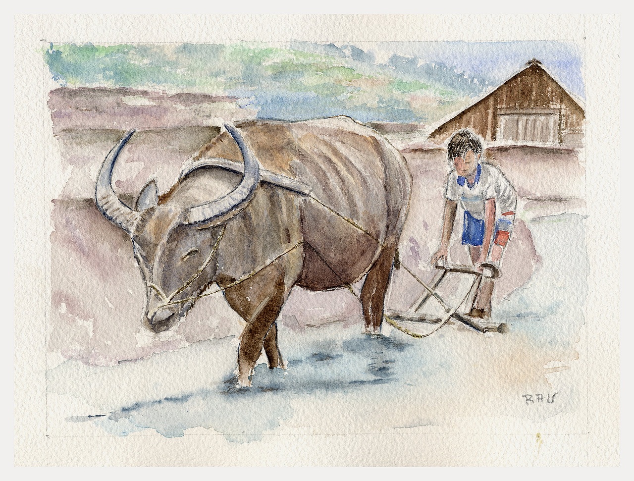 Bufle au Vietnam - Aquarelle copyright Christiane Rau 2013 d'après photo de Johann Rau