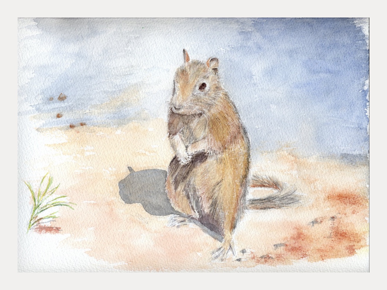 Un petit rongeur en Jordanie - Aquarelle copyright Christiane Rau 2015 d'après photo de Julien Rau