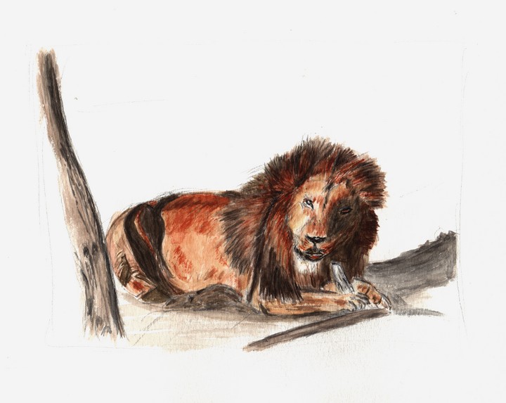 Lion de Namibie - Aquarelle Copyright Christiane Rau 2007 d'après photo de Julien Rau