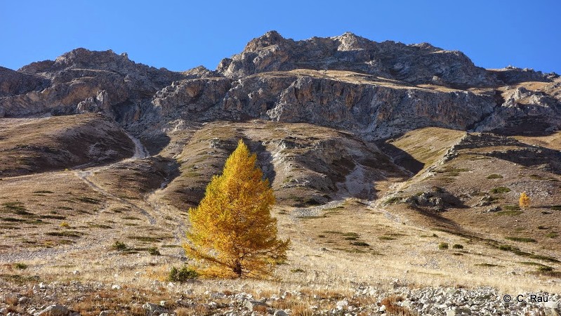 L'or d'un mélèze solitaire dans l'âpreté du Vallon