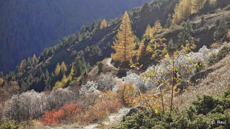 Toutes les nuances de l'automne dans la descente du Vallon