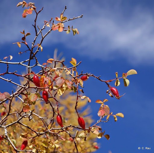 Un buisson d'épines vinettes se détache sur le bleu du ciel