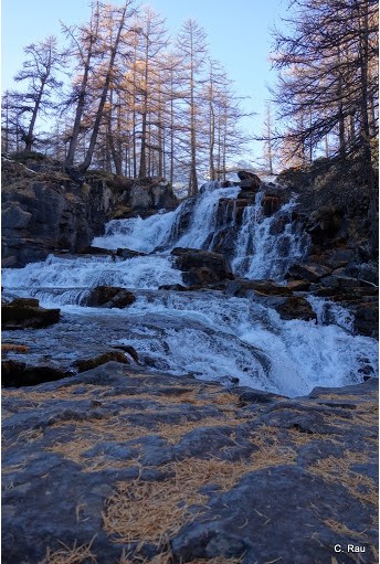 Les aiguilles d'or tapissent les rochers sous la cascade de Fontcouverte Les aiguilles d'or tapissent les rochers sous la cascade de Fontcouverte