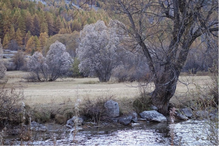 Givre végétal dans la vallée de la Clarée