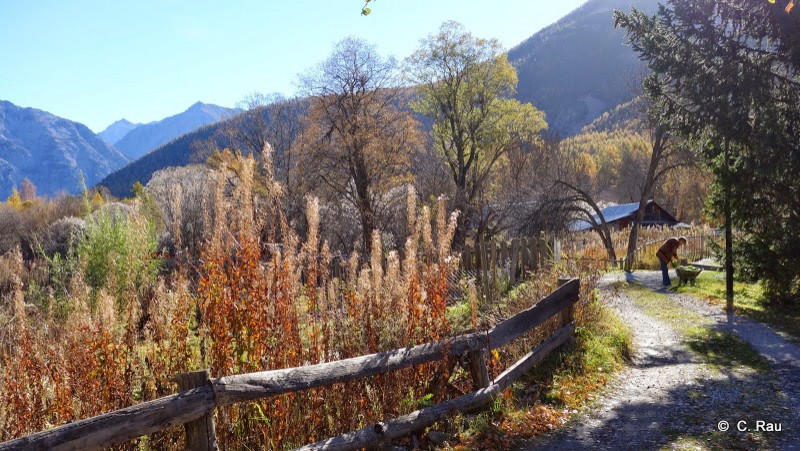 Les herbes folles de l'automne à Ville Haute