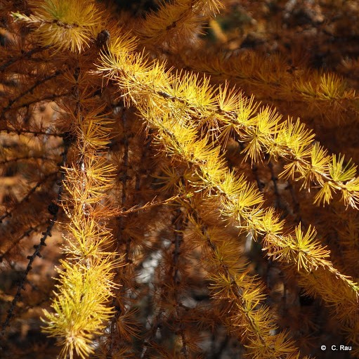 L'Or des mélèzes dans la forêt des Thures