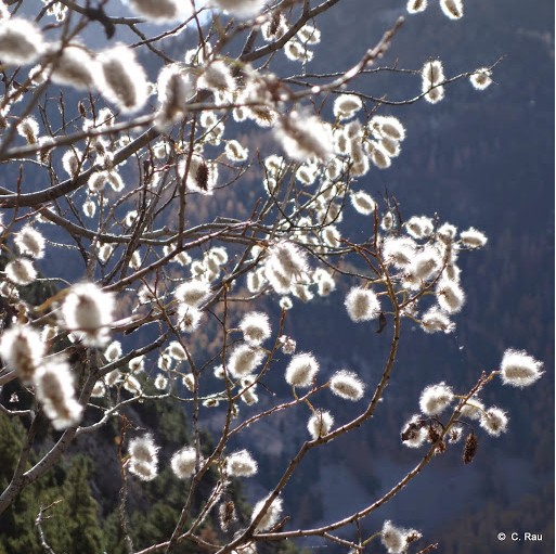 La nature parée de ses attraits lumineux