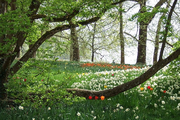 Mainau, l'île aux fleurs...