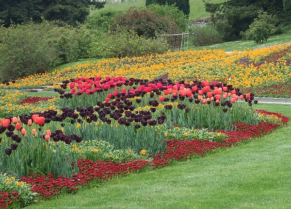 Mainau, l'île aux fleurs...