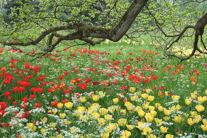 Mainau, l'île aux fleurs...