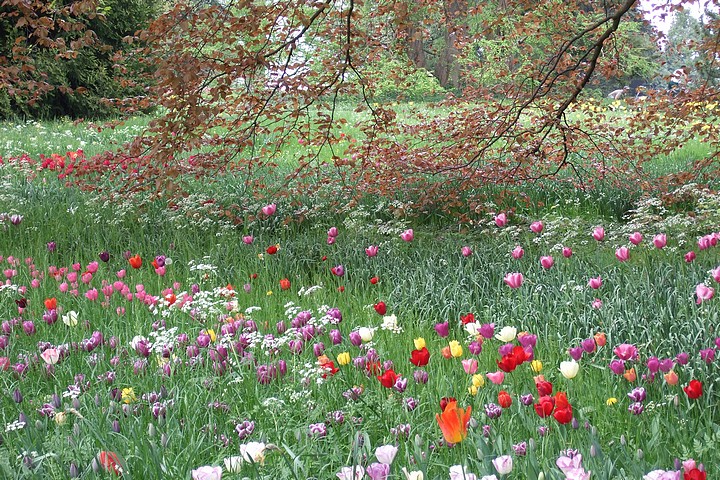 Mainau, l'île aux fleurs...