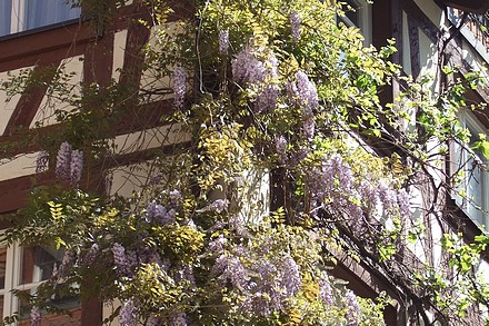 Le charme de Meersburg...