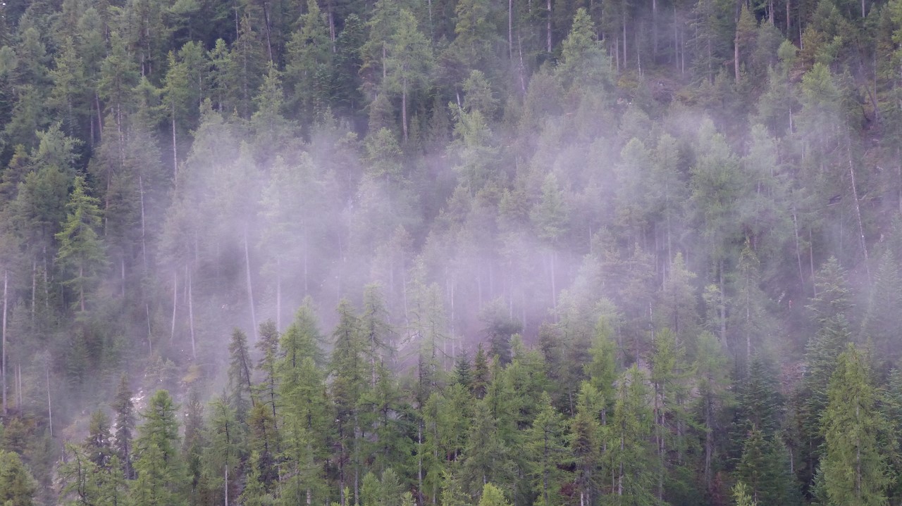 La pluie s'évapore sur le Bois Noir - C. Rau 2017