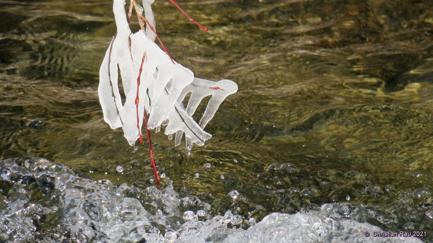 Quand le gel façonne une pince à spaghettis... ©  C. Rau  2021