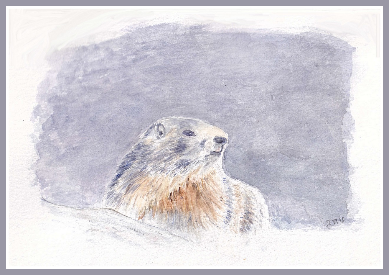 Marmotte de la Haute Vallée  -  Aquarelle  © Christiane Rau  2019