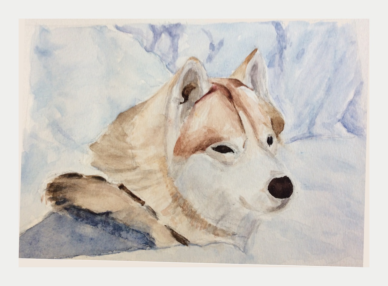 Chien de traîneau à St-Hippolyte - Aquarelle © Christiane Rau 2017