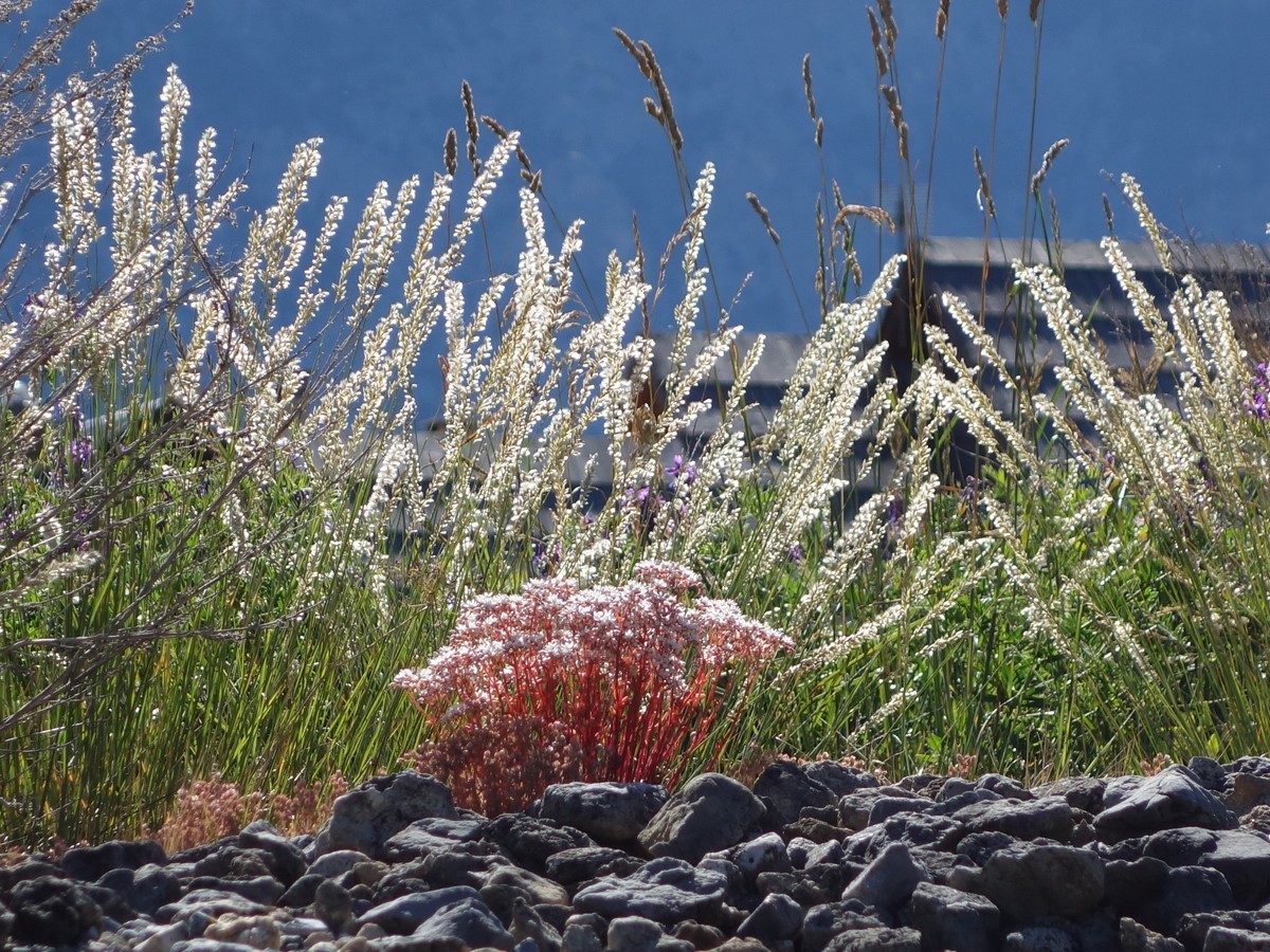 Herbes folles au Roubion - © C. Rau 2015