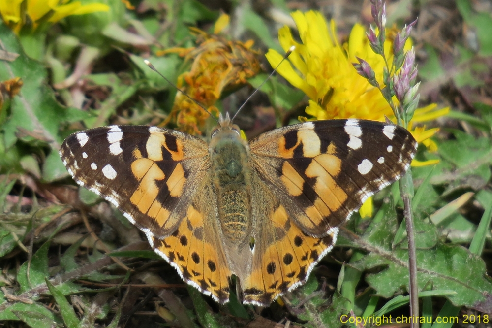 La Belle Dame C. Rau 06/2018