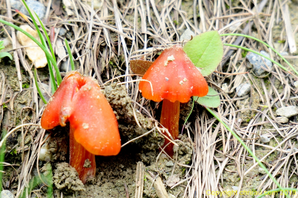 Attention ! Champignon mortel : le cortinaire couleur de Rocou - (Les Arras) - C. Rau 06/2018