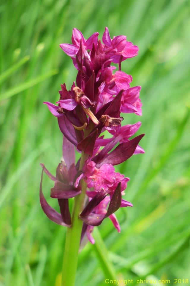 Orchis - C. Rau - 06/2018