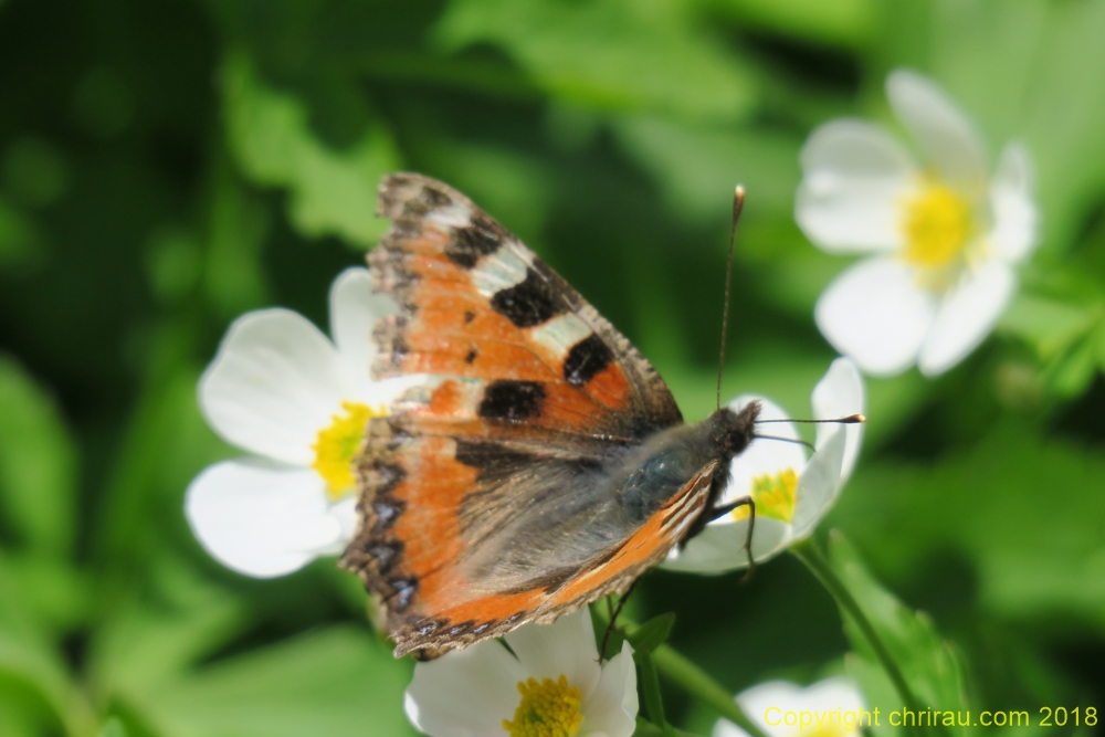 Papillon "La petite tortue" C. Rau 06/2018