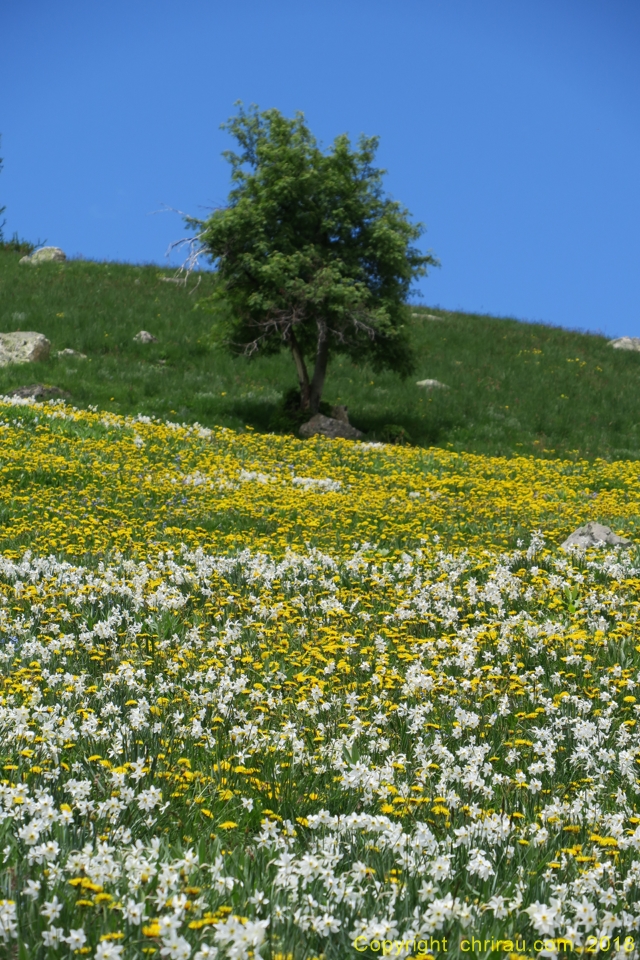 Champ de narcisses au Queyrellin - C. Rau 06/2018