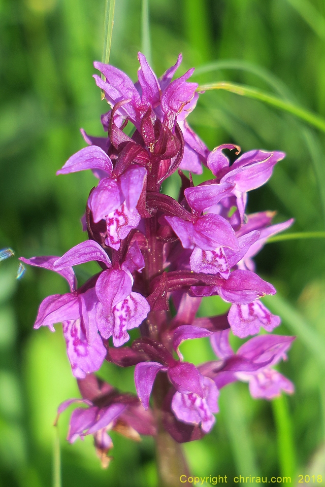 Orchis - C. Rau - 06/2018