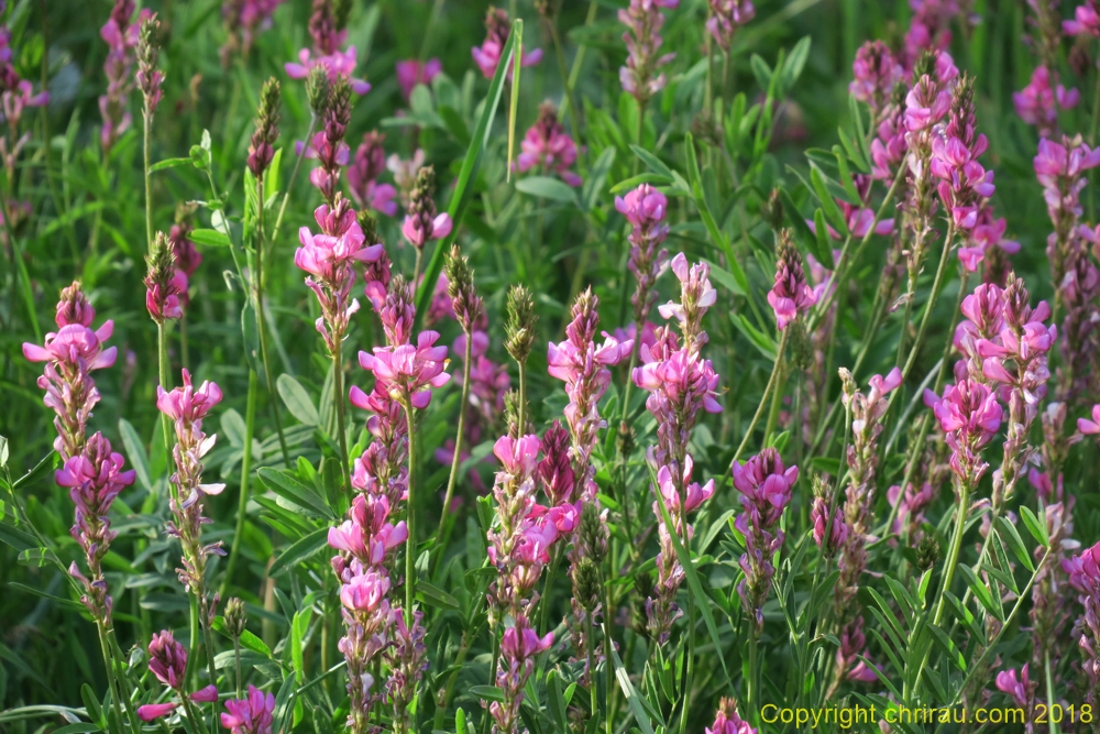 Sainfoin - C. Rau - juin 2018