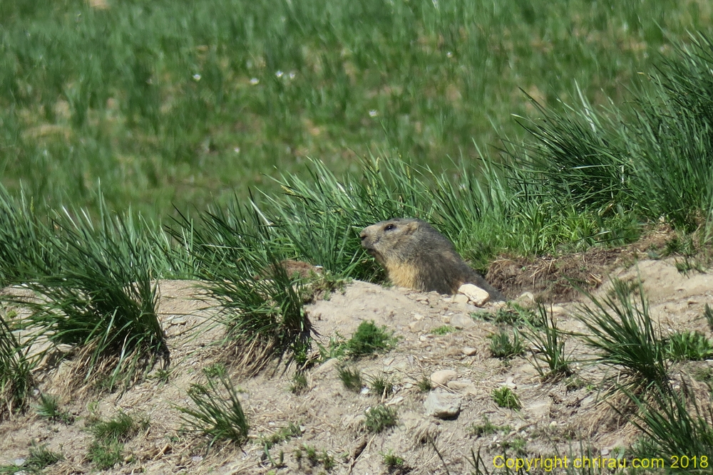 Marmotte aux Thures, C. Rau 06/2018