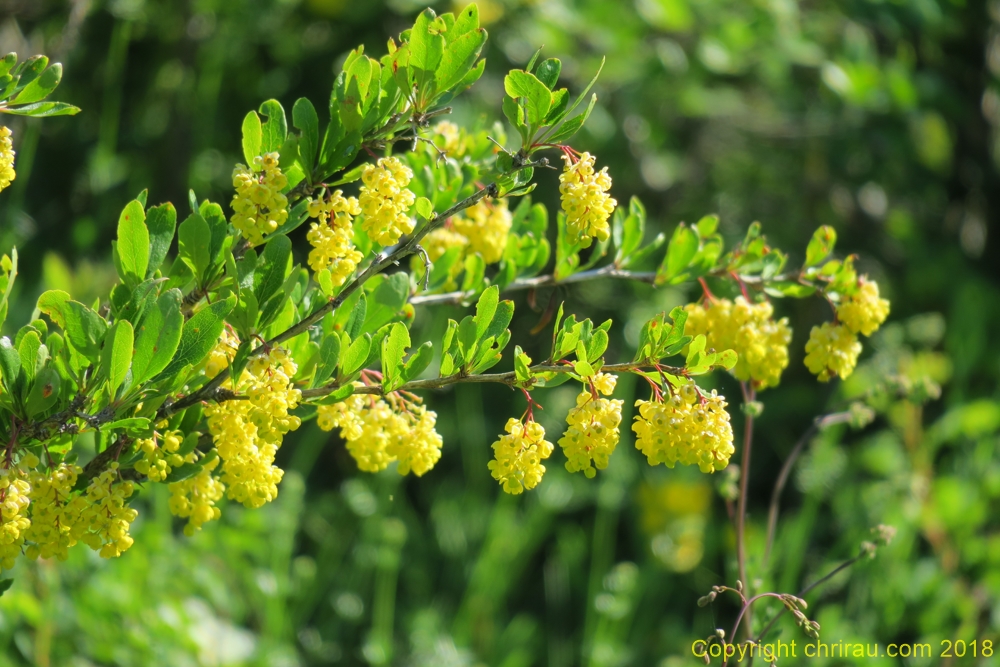 Epine-vinette en fleurs - C. Rau - juin 2018