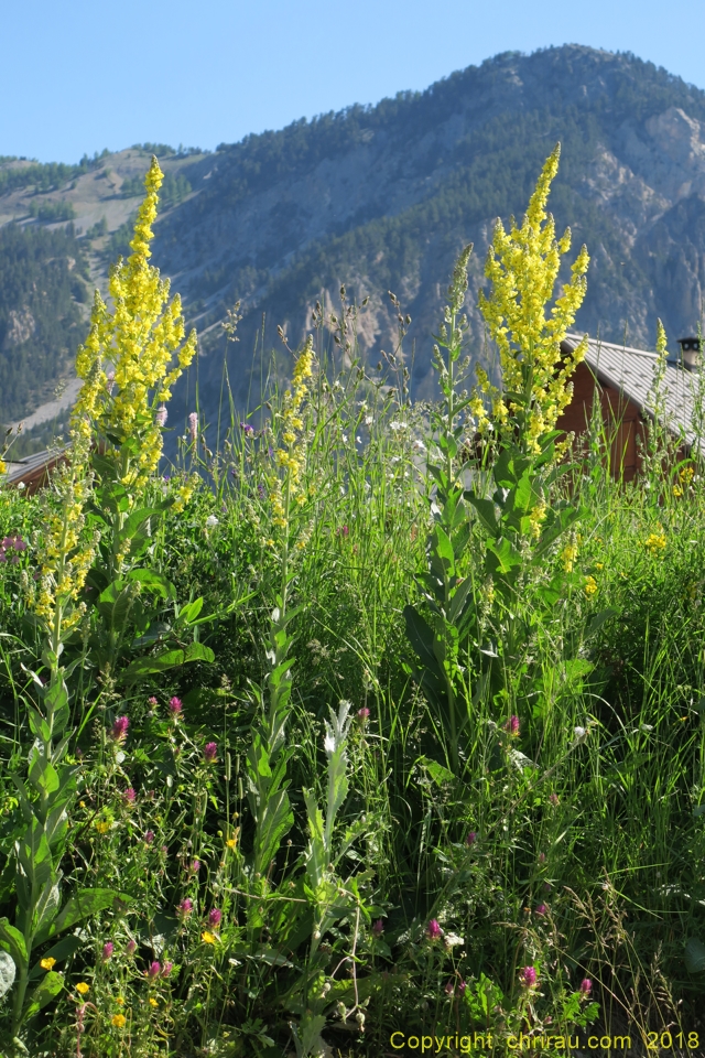 Molènes au Roubion, C. Rau 06/2018