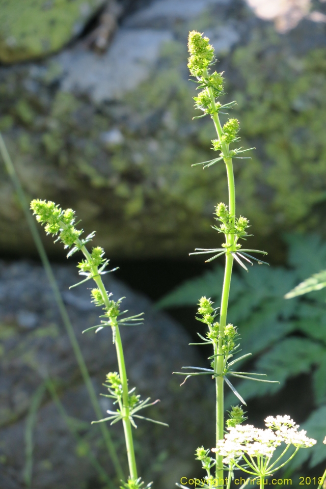 Gaillet (ou caille-lait), verticillé... C. Rau juin 2018