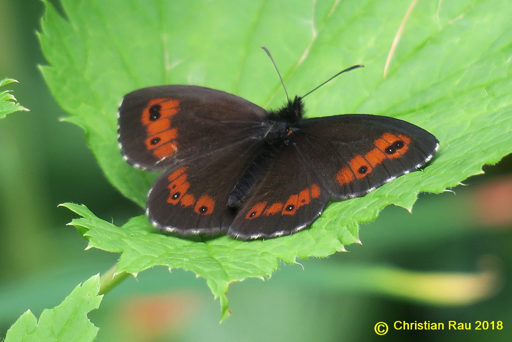 Papillon Aricia agestis ? © C. Rau 07/2018