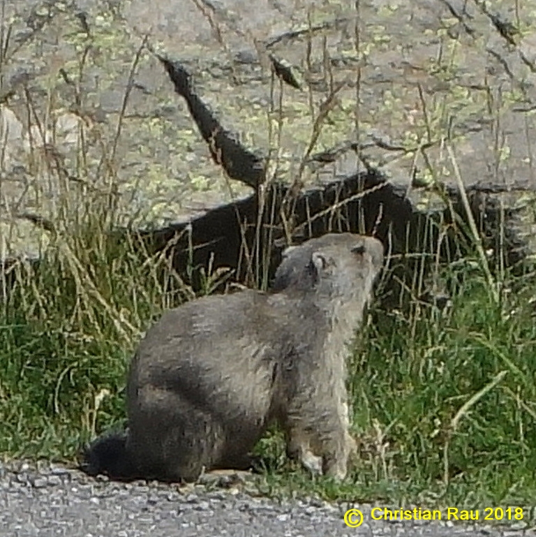 Marmotton à Laval - © C. Rau 08/2018