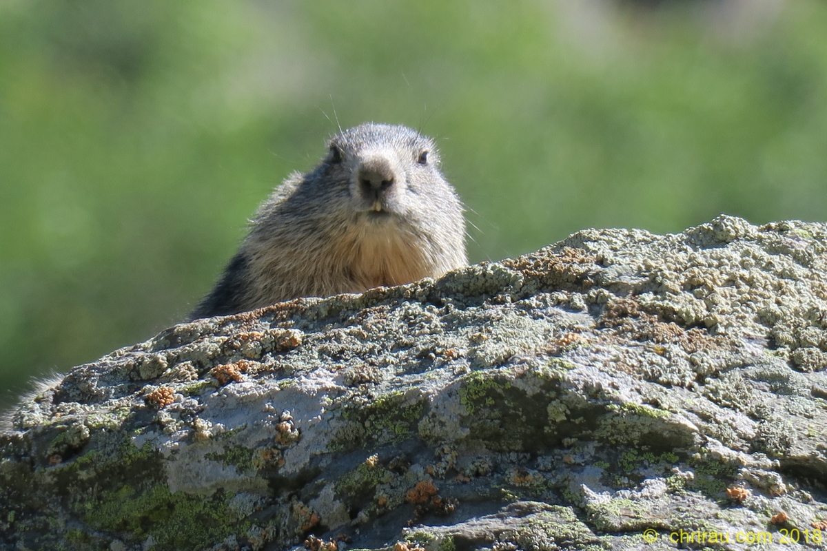 Marmotton à Laval - © C. Rau 09/2018