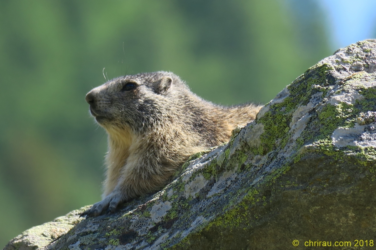Marmotton à Laval - © C. Rau 09/2018