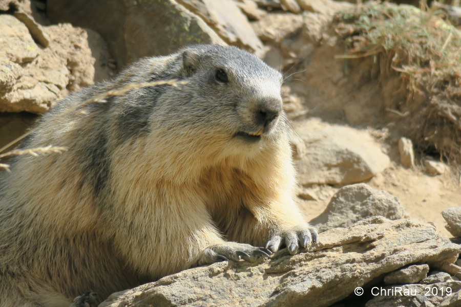 Marmotte de Laval - © C. Rau 2019-09