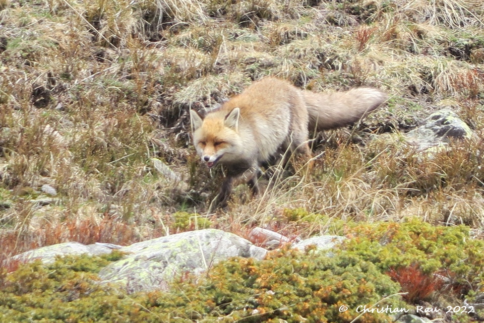 Renard de le Haute Vallée  (Mai 2022)