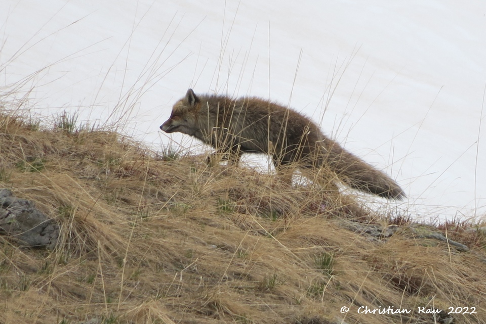 Renard de le Haute Vallée  (Mai 2022)