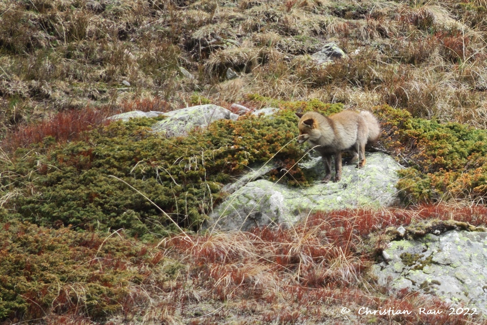 Renard de le Haute Vallée  (Mai 2022)