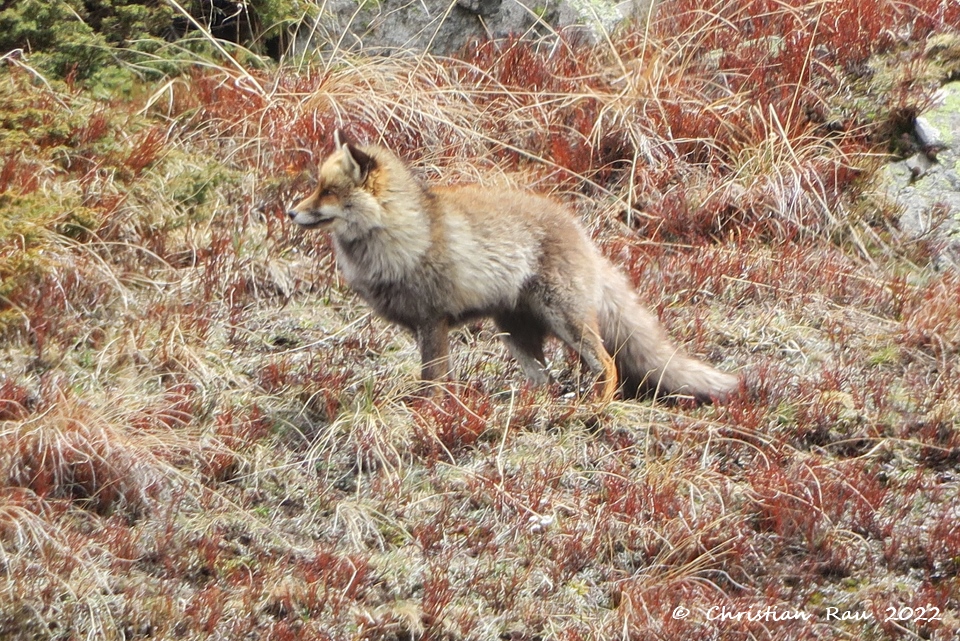 Renard de le Haute Vallée  (Mai 2022)