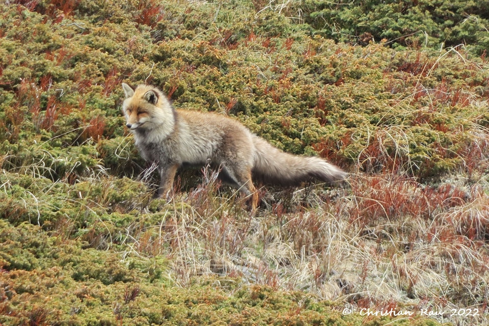 Renard de le Haute Vallée  (Mai 2022)