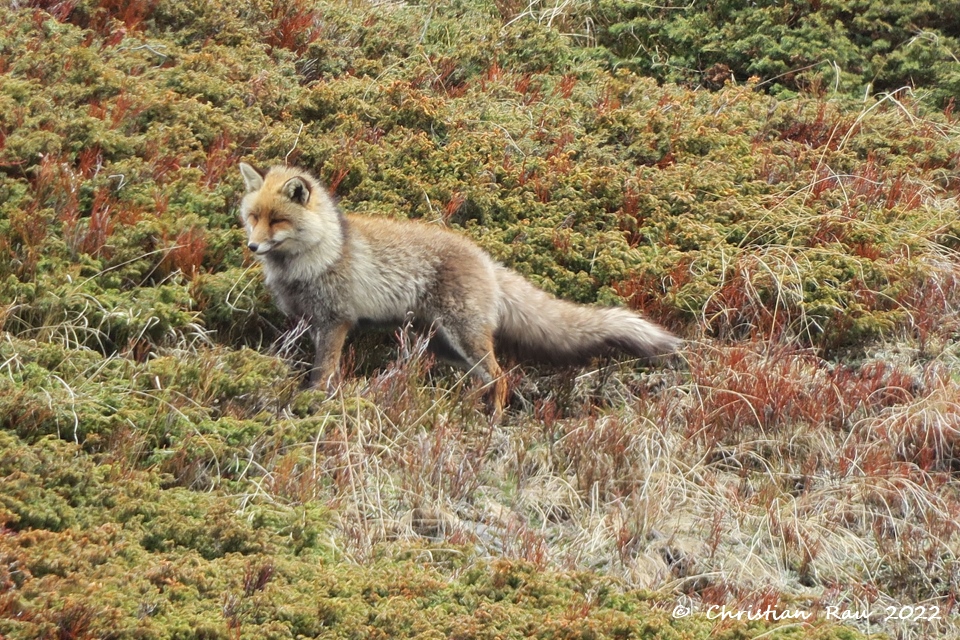 Renard de le Haute Vallée  (Mai 2022)