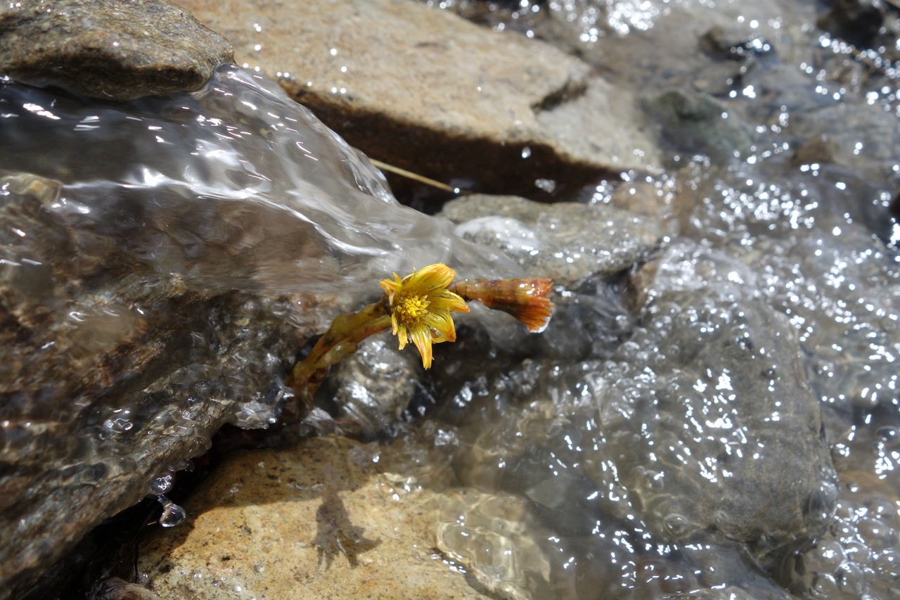 Joubarbe dans le torrent du Ricou - © C. Rau 2015