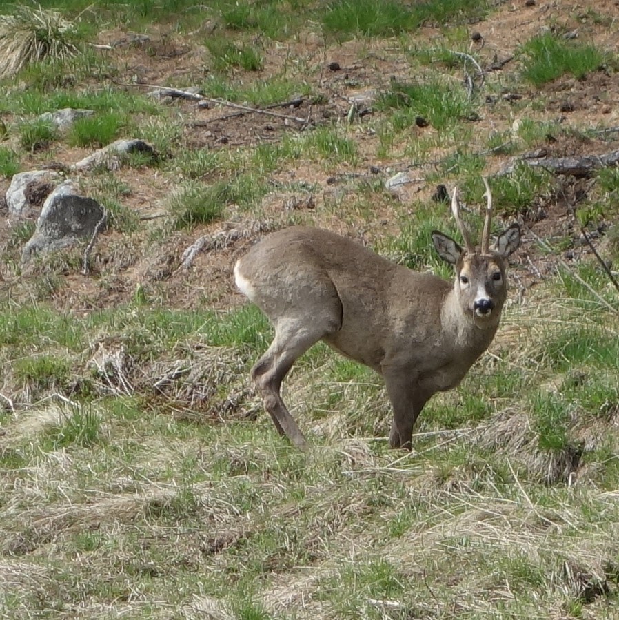 Jeune chevreuil au Ricou - © C. Rau 2015