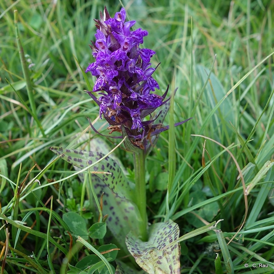 Orchis mauve tacheté, juin 2015 - C. Rau