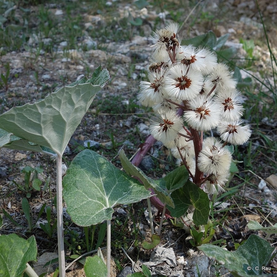 Pétasite paradoxale, début juin 2015 - © C. Rau