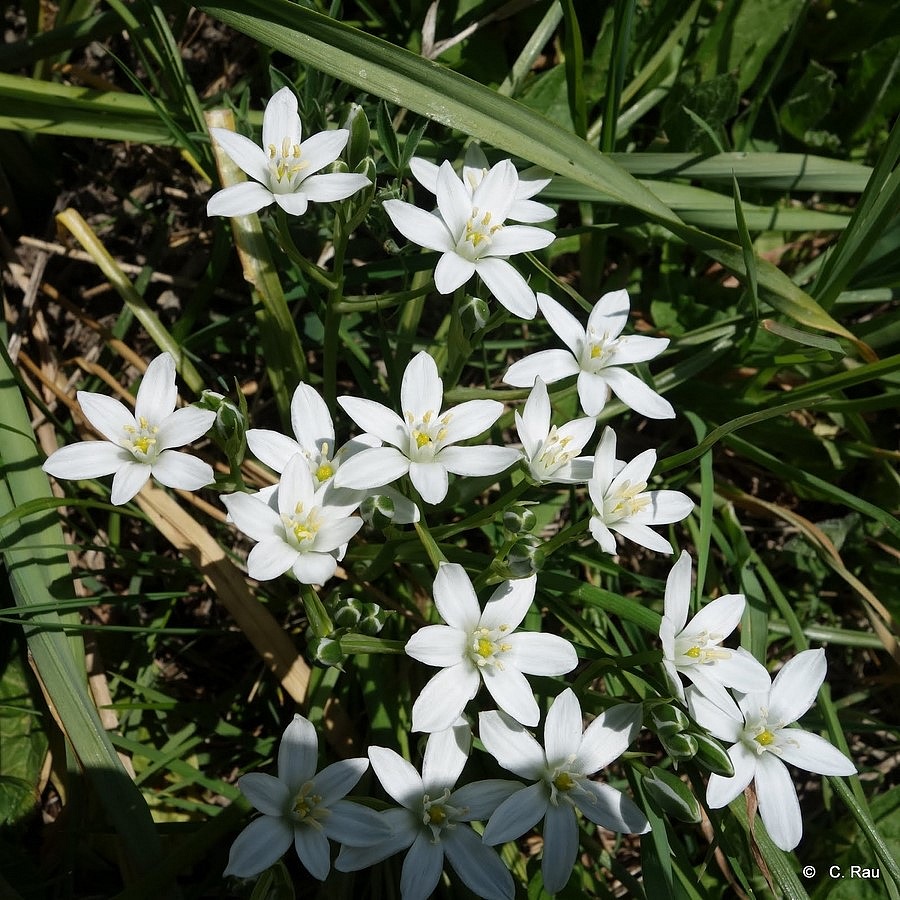 Ornithogale (appelée aussi "Dame de onze heures"), juin 2015