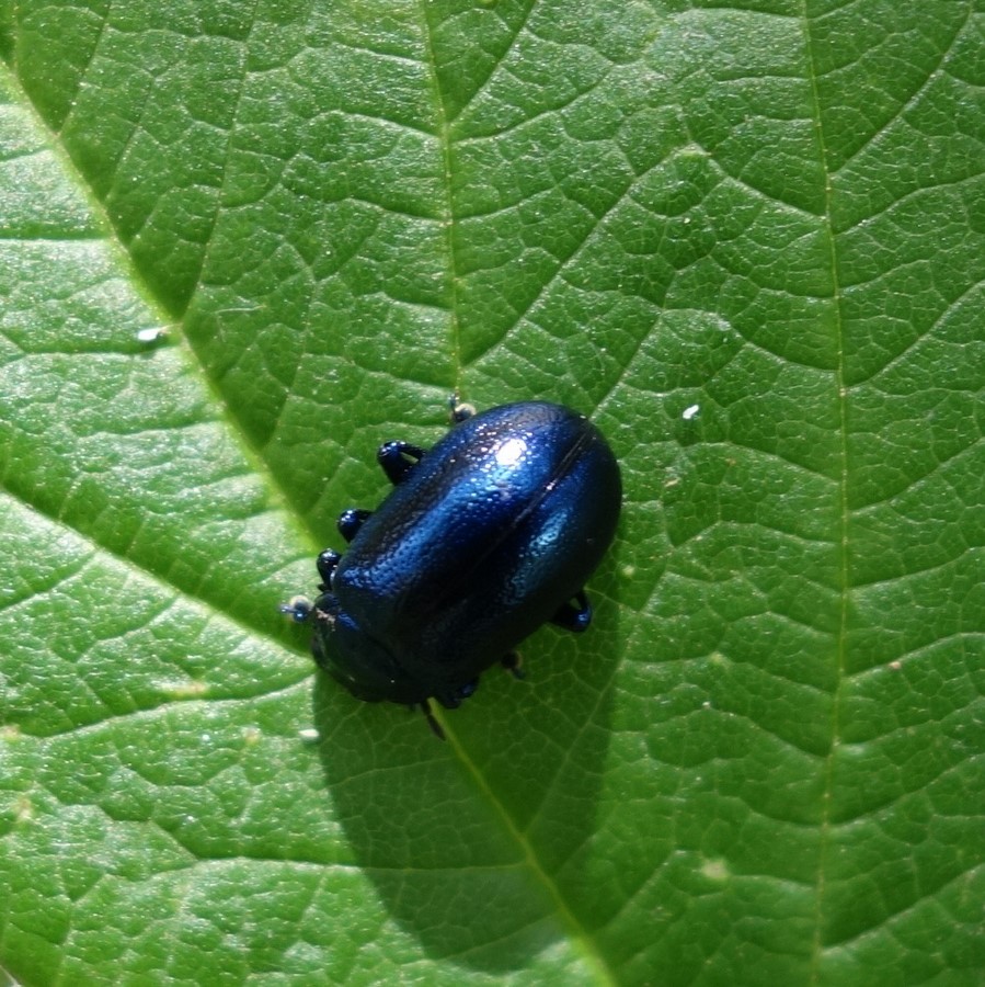 Chrysomèle de l’aulne ? coléoptère - juillet 2015 - © C. Rau